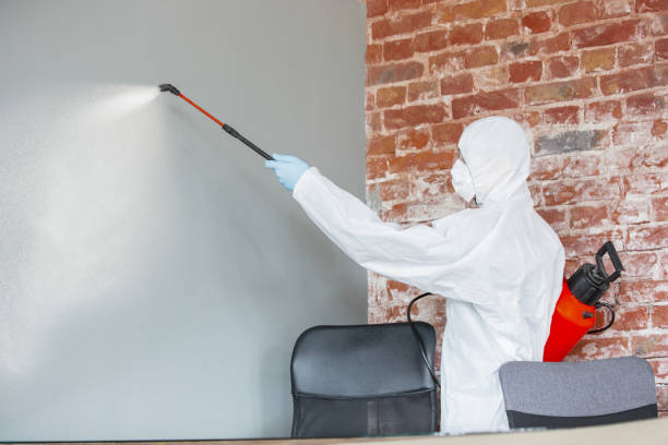 Best Basement Mold Removal  in Harrison, TN