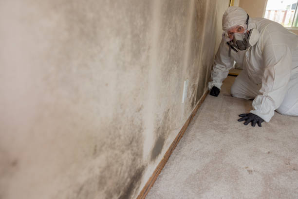 Best Environmental Consulting for Mold Prevention  in Harrison, TN